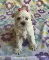 Pearl , a female Miniature Schnauzer and Maltese for sale in Mesa, AZ – 2 of 7