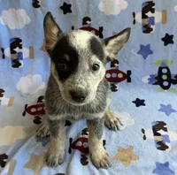 Sky , a female Australian Cattle Dog for sale in Mesa, AZ – 2 of 10