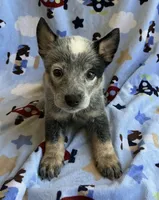 Blue , a male Australian Cattle Dog for sale in Mesa, AZ – 1 of 8