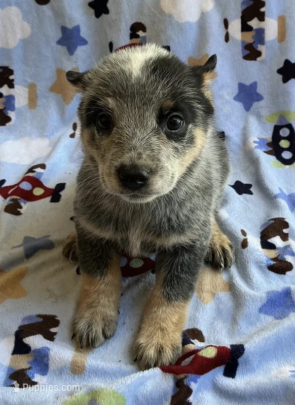 Buster  – Australian Cattle Dog puppy for sale in Mesa, AZ