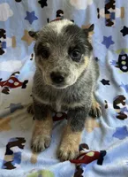 Buster , a male Australian Cattle Dog for sale in Mesa, AZ – 1 of 9