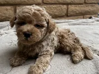 Louie, a male Poodle - Toy  for sale in Mesa, AZ – 2 of 10