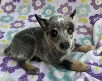 Bluey, a female Australian Cattle Dog for sale in Mesa, AZ – 7 of 10