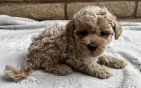 Louie, a male Poodle - Toy  for sale in Mesa, AZ – 5 of 10