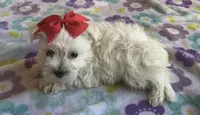 Gracie , a female Miniature Schnauzer and Maltese for sale in Mesa, AZ – 3 of 10