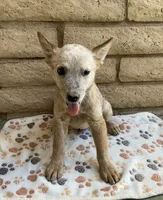Buddy , a male Australian Cattle Dog for sale in Mesa, AZ – 2 of 5