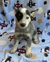 Sky , a female Australian Cattle Dog for sale in Mesa, AZ – 4 of 10