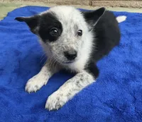 Dash, a male Australian Cattle Dog and Border Collie for sale in Mesa, AZ – 3 of 9