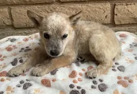 Red, a male Australian Cattle Dog for sale in Mesa, AZ – 7 of 8