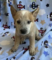 Sydney , a female Australian Cattle Dog for sale in Mesa, AZ – 1 of 10