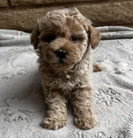 Louie, a male Poodle - Toy  for sale in Mesa, AZ – 4 of 10