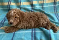 Teddy, a male Poodle - Toy  for sale in Mesa, AZ – 8 of 10