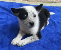 Dash, a male Australian Cattle Dog and Border Collie for sale in Mesa, AZ – 2 of 9