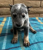 Blue , a male Australian Cattle Dog for sale in Mesa, AZ – 8 of 10