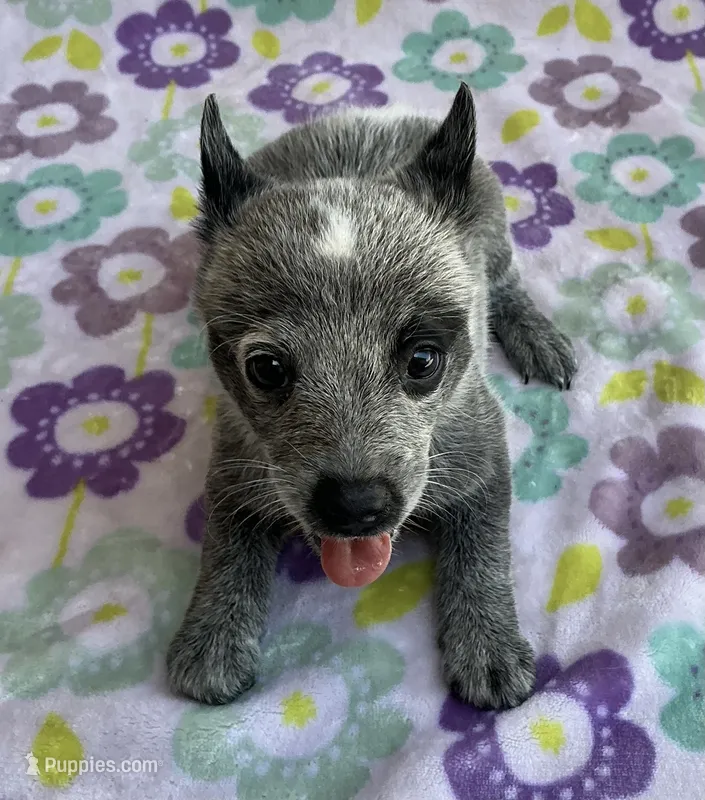 River – Australian Cattle Dog puppy for sale in Mesa, AZ