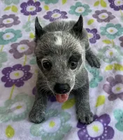 River, a female Australian Cattle Dog for sale in Mesa, AZ – 1 of 10