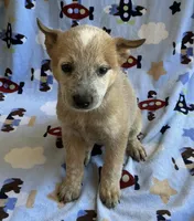 Sydney , a female Australian Cattle Dog for sale in Mesa, AZ – 3 of 10