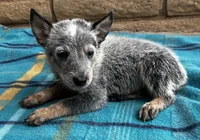 Blue , a male Australian Cattle Dog for sale in Mesa, AZ – 5 of 10