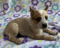 Cooper , a female Australian Cattle Dog for sale in Mesa, AZ – 3 of 10