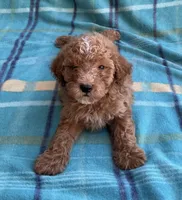 Teddy, a male Poodle - Toy  for sale in Mesa, AZ – 5 of 10