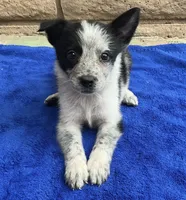 Luna , a female Australian Cattle Dog and Border Collie for sale in Mesa, AZ – 8 of 10