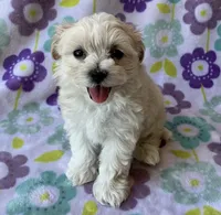 Lulu , a female Maltese and Poodle - Toy  for sale in Mesa, AZ – 9 of 10