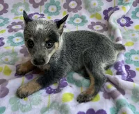 Bluey, a female Australian Cattle Dog for sale in Mesa, AZ – 6 of 10