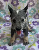Blue , a female Australian Cattle Dog for sale in Mesa, AZ – 2 of 9