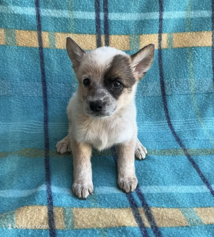 Tily – Australian Cattle Dog puppy for sale in Mesa, AZ