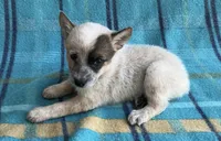 Tily, a female Australian Cattle Dog for sale in Mesa, AZ – Photo 5 of 6