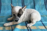 Tily, a female Australian Cattle Dog for sale in Mesa, AZ – Photo 6 of 6