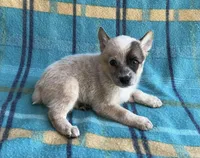 Tily, a female Australian Cattle Dog for sale in Mesa, AZ – Photo 4 of 6