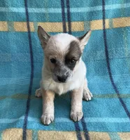 Tily, a female Australian Cattle Dog for sale in Mesa, AZ – Photo 3 of 6