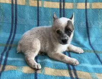 Tily, a female Australian Cattle Dog for sale in Mesa, AZ – Photo 2 of 6