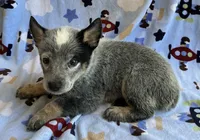 Blue , a male Australian Cattle Dog for sale in Mesa, AZ – 6 of 8
