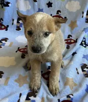 Sydney , a female Australian Cattle Dog for sale in Mesa, AZ – 8 of 10