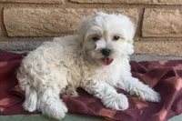 Gizmo , a male Maltese and Poodle - Toy  for sale in Mesa, AZ – 10 of 10