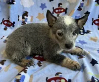 Blue , a male Australian Cattle Dog for sale in Mesa, AZ – 4 of 8