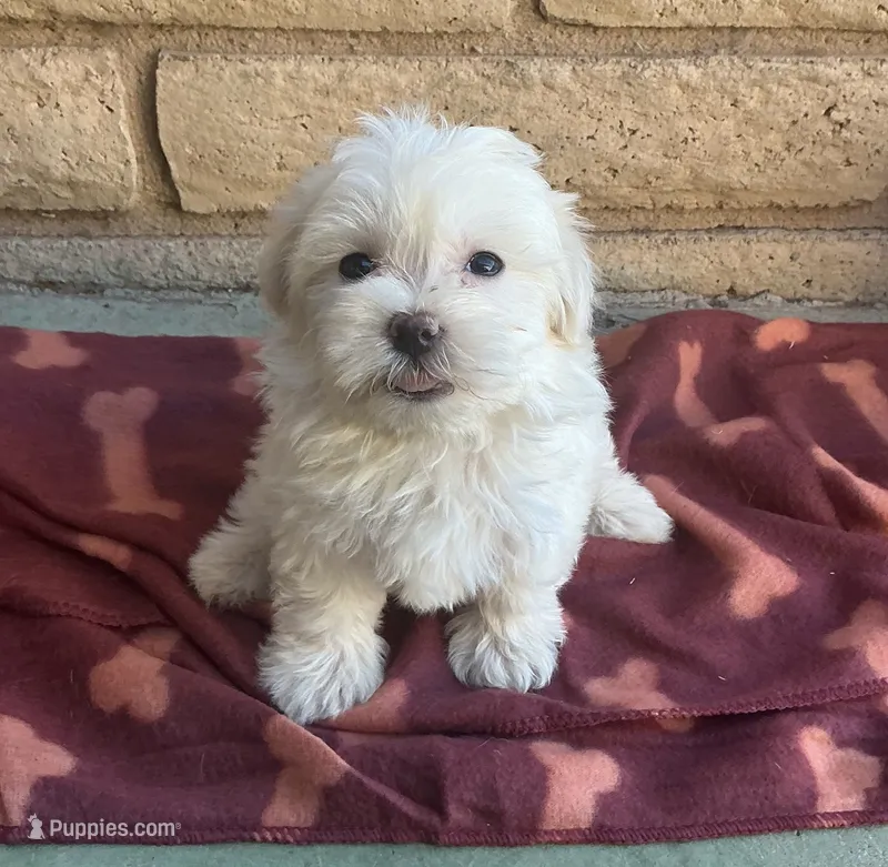 Mochi  – Maltese, Poodle - Toy  puppy for sale in Mesa, AZ