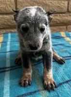 Blue , a male Australian Cattle Dog for sale in Mesa, AZ – 1 of 10