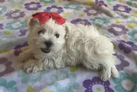 Gracie , a female Miniature Schnauzer and Maltese for sale in Mesa, AZ – 9 of 10