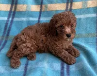 Ruby , a female Poodle - Toy  for sale in Mesa, AZ – 3 of 8