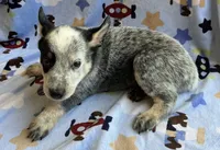 Bandit  , a male Australian Cattle Dog for sale in Mesa, AZ – 3 of 7