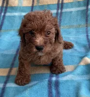 Ruby , a female Poodle - Toy  for sale in Mesa, AZ – 5 of 8