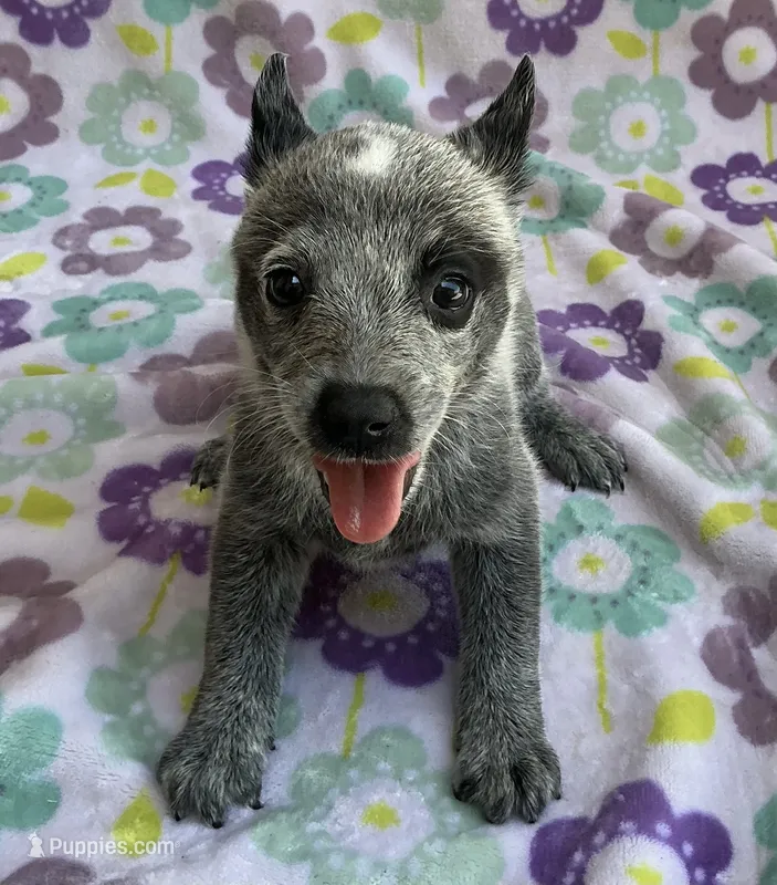 River – Australian Cattle Dog puppy for sale in Mesa, AZ