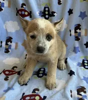 Daisy , a female Australian Cattle Dog for sale in Mesa, AZ – 3 of 9