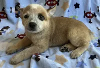 Daisy , a female Australian Cattle Dog for sale in Mesa, AZ – 9 of 9