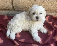 Mochi , a female Maltese and Poodle - Toy  for sale in Mesa, AZ – 6 of 9