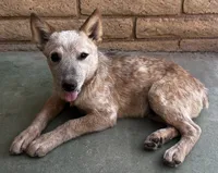 Sam , a male Australian Cattle Dog for sale in Mesa, AZ – 4 of 9
