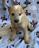 Sydney , a female Australian Cattle Dog for sale in Mesa, AZ – 4 of 10